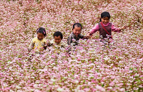Khám phá những vùng hoa tam giác mạch đẹp nhất Việt Nam - 4